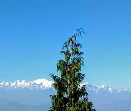 The Mountain View Leilighet Darjeeling  Eksteriør bilde